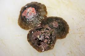 Le cicale di mare vanno mangiate freschissime, altrimenti con il passare del tempo rischiano di subire una elevata disidratazione che porta alla riduzione della parte commestibile. Patelle Un Mollusco Gasteropode Poco Conosciuto Ma Di Buon Sapore