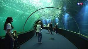 Plus qu'un aquarium traditionnel, l'oceanogràfic de valence est un vaste parc marin composé d'îles, de lacs et d'aquariums où un lieu très populaire est le delphinarium, qui est le plus vaste d'europe et peut accueillir plus de 2000 spectateurs. Nausicaa Change De Visage Et Devient Le Plus Grand Aquarium D Europe Lci