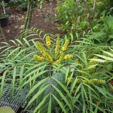 It is a spineless variety of mahonia that stays smaller than other varieties. Mahonia Eurybracteata Soft Caress Pflanzen Kaufen Online