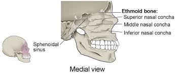 Internal bone that forms the nasal cavities, and eye orbit. The Skull Anatomy And Physiology I