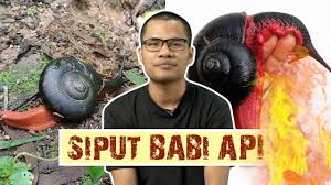 Read siput babi from the story facts by aemyail (aemy lozard) with 190 reads. Siput Babi Api Youtube