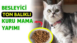ev yapimi kuru kedi mamasi tarifi balikli kedi mamasi yapimi kendin yap diy kedi ev yapimi tarifler