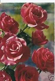 Buon compleanno fiori e regalo fotografie stock freeimagescom. Cartolina D Epoca Augurale Buon Compleanno Fiori 3598 Ebay