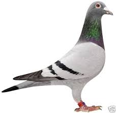 Racing Pigeon Iron On T Shirt Transfer Or Sticker Decal Pigeons Fancier Racing Pigeons Racing Pigeons For Sale Pigeon Pictures