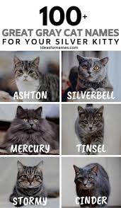 Cat Cats Glorious Gray Kittennames Kitty Names Perfect Silver Gray Names 100 Glorious Gray Grey Cat Names Grey Kitten Names Cute Cat Names