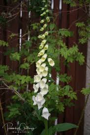 Image result for Digitalis purpurea alba/ red spots