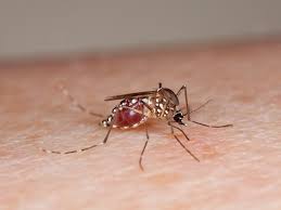 Image result for Yellow fever epidemic 2016