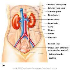 All The Different Parts Are Learned About On This Link Study Flashcards Health Information Management Female Reproductive System