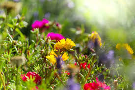 Good luck for everyday situations. Feng Shui Flowers To Attract Good Luck Feng Shui Beginner