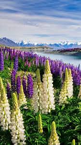 Pin By Tatyana Kishenko On Cvety Beautiful Landscapes Beautiful Nature Nature Photography
