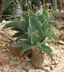 Image result for Cyphostemma zombense