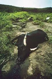 Arthur throws a decapitated head in the killer's face and gets up from the floor. Defusing Africa S Killer Lakes Science Smithsonian Magazine