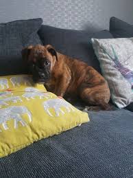 Explore 491 listings for puppies for sale manchester at best prices. Boxer Dogs For Sale In Manchester