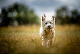 Concentrate more on the spots of darker stains, such as the chest, tail, and muzzle. 13 Most Popular White Dog Breeds Fluffy Small Large And More Perfect Dog Breeds