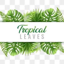 Trendy Tropical Summer Leaves With Typography Frame Vector Png And Vector Tropical Leaves Tropical Tropical Frames