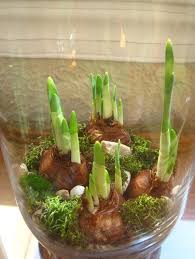 Terrarium Design Ideas Pictures Remodel And Decor Spring Bulbs Planting Bulbs Bulb Flowers