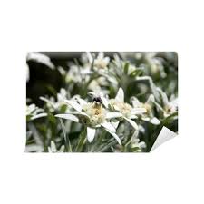 Edelweiss Wild Beautiful Rare Flowers Symbol Of Wall Mural Pixers We Live To Change
