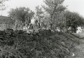 Image result for Newtonia