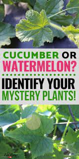 Check spelling or type a new query. What Does A Watermelon Plant Look Like A Visual Guide