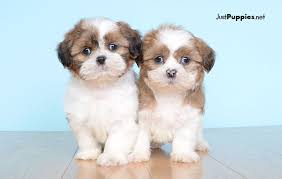 Other pups in orlando, fl. Puppies For Sale Orlando Fl Justpuppies Net Puppies Puppies For Sale Dogs For Sale