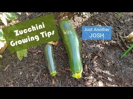 Check spelling or type a new query. Three Simple Zucchini Growing Tips Youtube