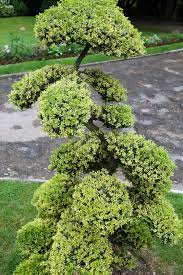 Niwaki By Japanese Garden Design Japanese Garden Garden Design