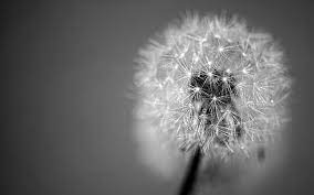 Download this dandelion photo now. Hd Wallpaper Grayscale Photo Of Dandelion Seed Headlower Flower Stem Black And White Wallpaper Flare