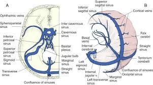 Dual Venous Sinuses Medical School Studying Human Anatomy And Physiology Medical Studies