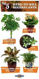 Top 5 Easy Care Hard To Kill Plants Plants House Plants Decor Indoor Plants