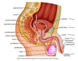 Image result for Scrotum