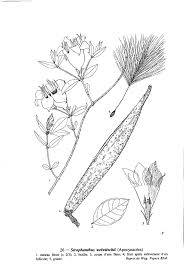 Image result for Pandiaka welwitschii