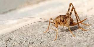 How could i be so stupid? How To Get Rid Of Camel Crickets Naturally And Effectively