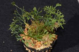 Image result for Elaphoglossum spathulatum