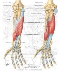 Maybe you would like to learn more about one of these? Individual Muscles Of Forearm Flexors Of Digits