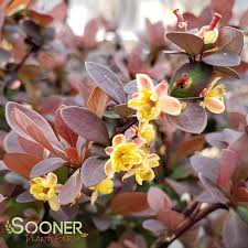 Image result for Barberry