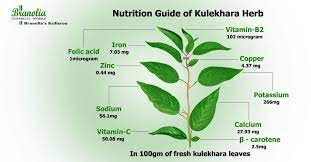 Internal medicine at kuhar medical, we use comprehensive care to understand and address the individual aspects of each person that walks through our doors. Kulekhara Herb Is A Missed Opportunity For Bringing In Nutrition Security To The Poorest And The Marginalized Despite Its Easy Herbs Nutrition Nutrition Guide