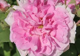Wenn man im heimischen garten rosen hat, dann muss man sich das ganze jahr darum kümmern, wenn man lange freude an gesunden pflanzen haben möchte. Historische Rosen Rosen Rosen Online Kaufen Im Rosenhof Schultheis