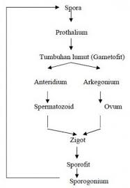 Gambar Pergiliran Keturunan Pada Tumbuhan Lumut Siklus Hidup Biologi Gambar
