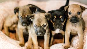 See more of pet for adoption near me on facebook. Houston Spca Adoption Center Reopens With Convenient New Ways To Find A Forever Pet Abc13 Houston