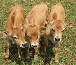 Abridged Guide To Boston Locavorism Cute Cows Jersey Cow Cute Animals