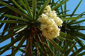 Image result for yucca gigantea en casa