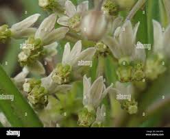 Image result for Xysmalobium