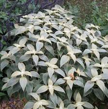 Image result for Strobilanthes anisophylla