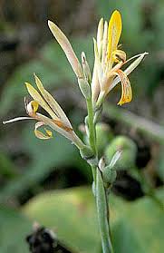 Image result for Cannaceae