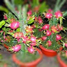 Beberapa jenis tanaman buah juga sering dijadikan pilihan sebagai tanaman hias, beberapa buah yang sering di jadikan sebagai tanaman hias yaitu diantaranya ialah jambu air, tanaman sawo, kedondong, jambu biji, mangga serta masih banyak lagi jenis tanaman buah lainnya yang sering dijadikan sebagai tanaman hias untuk dapat menghias taman rumah. Tanaman Hias Buah Ciri Ciri Jenis Dan Macam Macam Nya