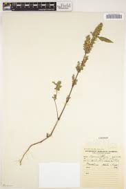 Image result for Heteromorpha involucrata