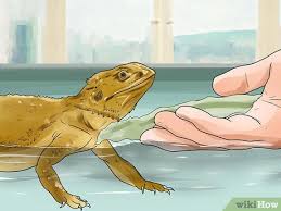 For baby and juvenile bearded dragons, fill the bath with about half an inch of water to one inch. How To Give A Bearded Dragon A Bath 11 Steps With Pictures