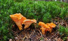 Badate solo che pezzi e interi. Funghi Finferli Caratteristiche Raccolta E Consigli Su Come Pulirli E Cucinarli