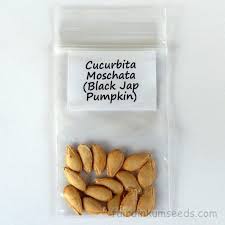 Japanese pumpkin was originally called kabocha squash/pumpkin and this name is used in north america, uk and japan (1 2). Black Jap Pumpkin Cucurbita Moschata Seeds Fair Dinkum Seeds