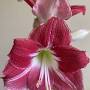 Profile Picture of Amaryllis Silver Dream | John Scheepers Beauty from Bulbson Google